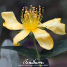 St. John's Wort, GREATER (Hypericum ascyron pyramidatum) - 100 Seeds - Southern Seed Exchange