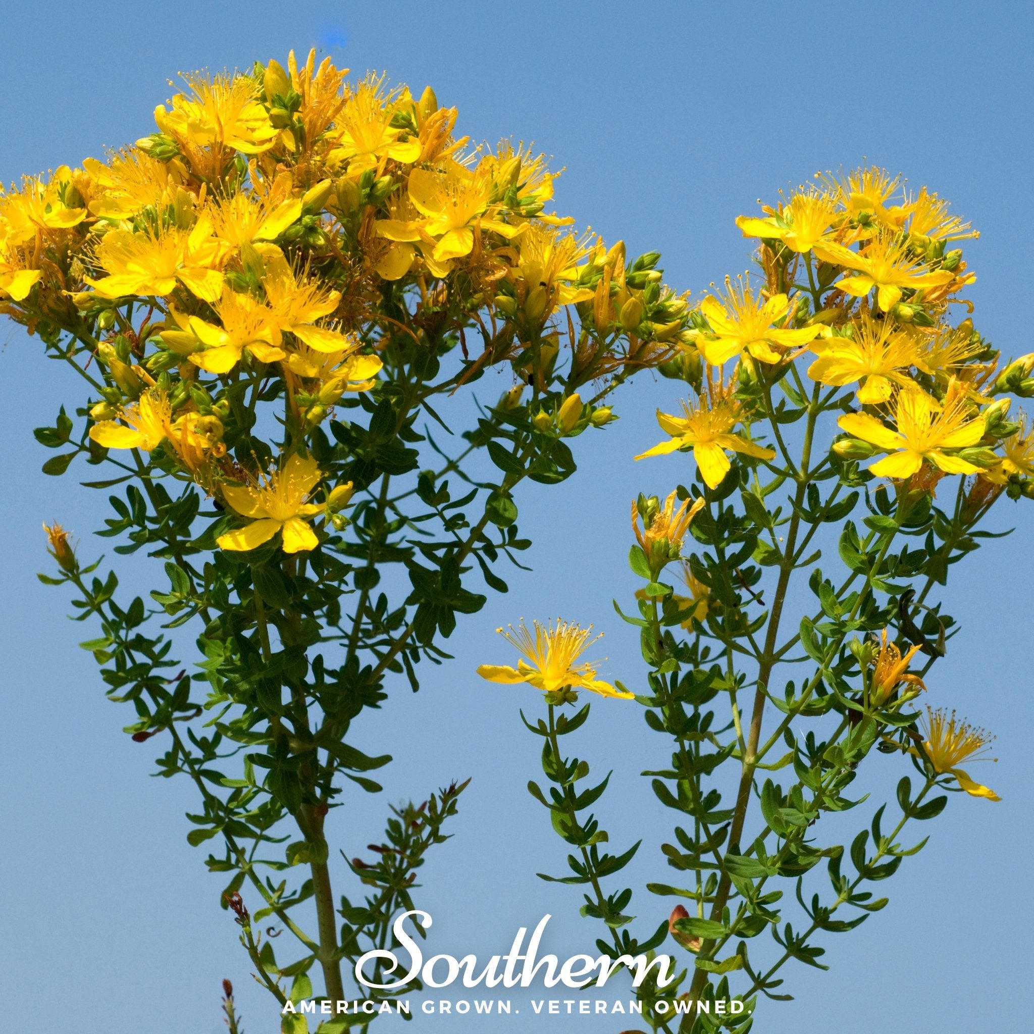 St. John's Wort, GREATER (Hypericum ascyron pyramidatum) - 100 Seeds - Southern Seed Exchange