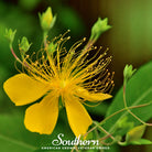 St. John's Wort, GREATER (Hypericum ascyron pyramidatum) - 100 Seeds - Southern Seed Exchange