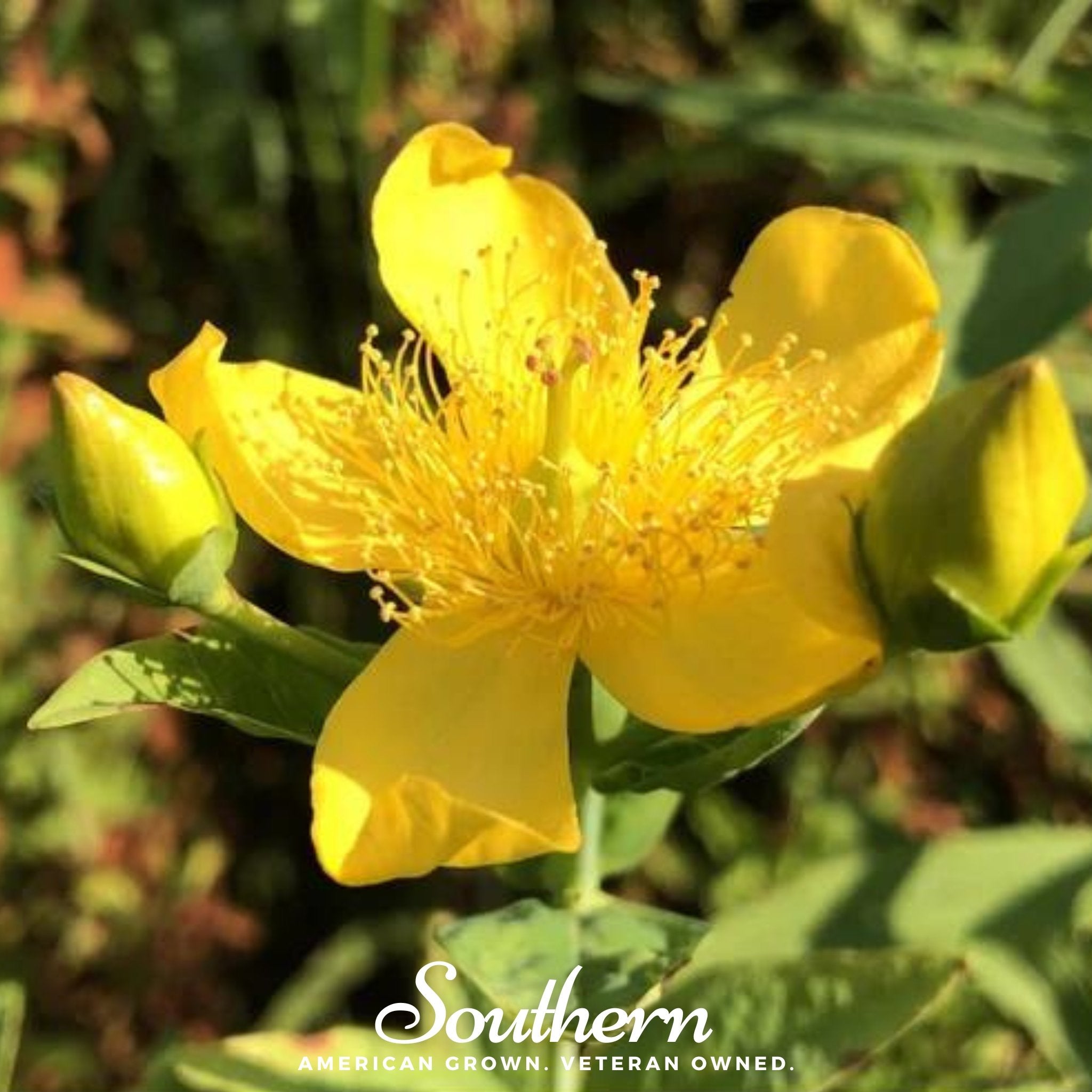 St. John's Wort, GREATER (Hypericum ascyron pyramidatum) - 100 Seeds - Southern Seed Exchange