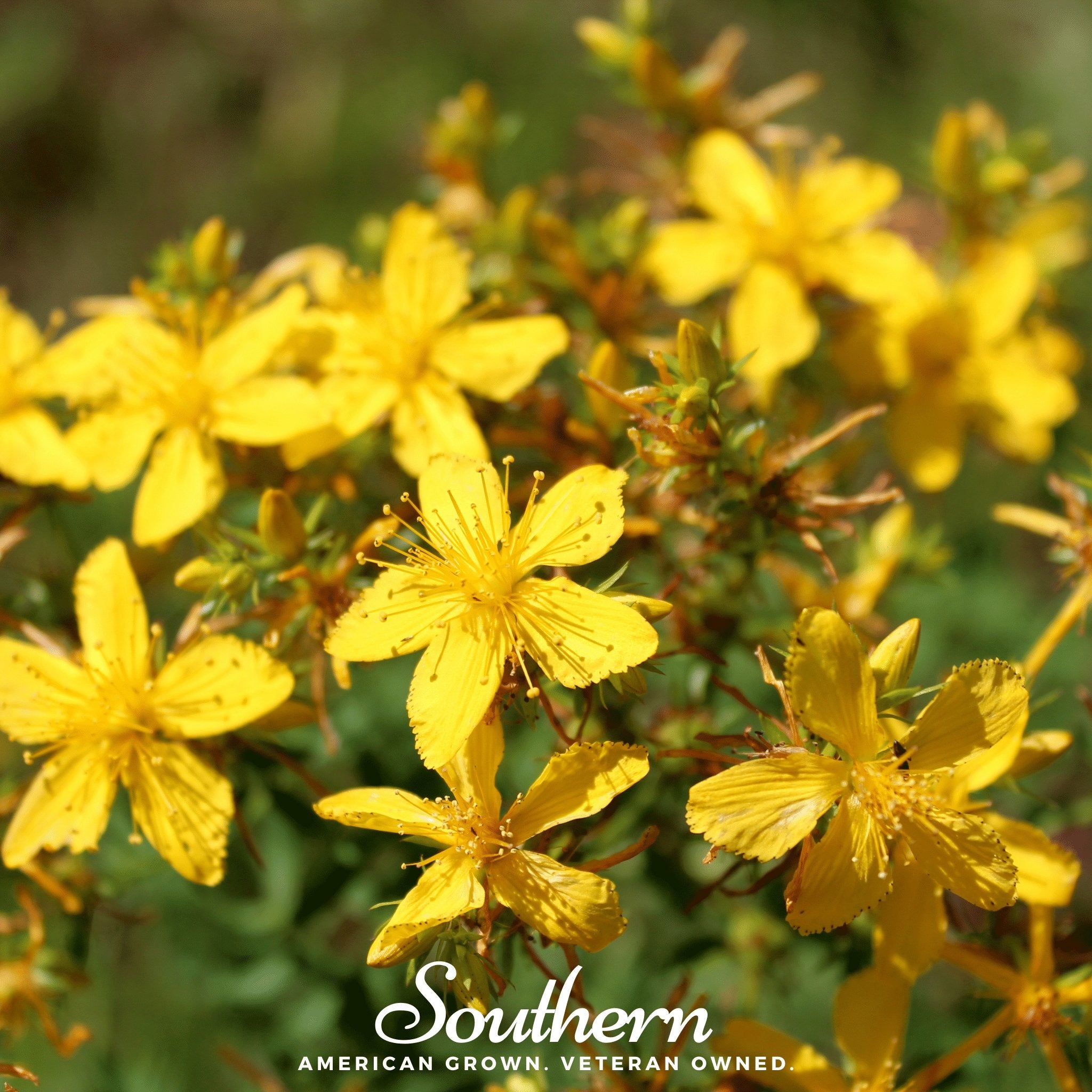 St John’s Wort (Hypericum perforatum) - 100 Seeds - Southern Seed Exchange