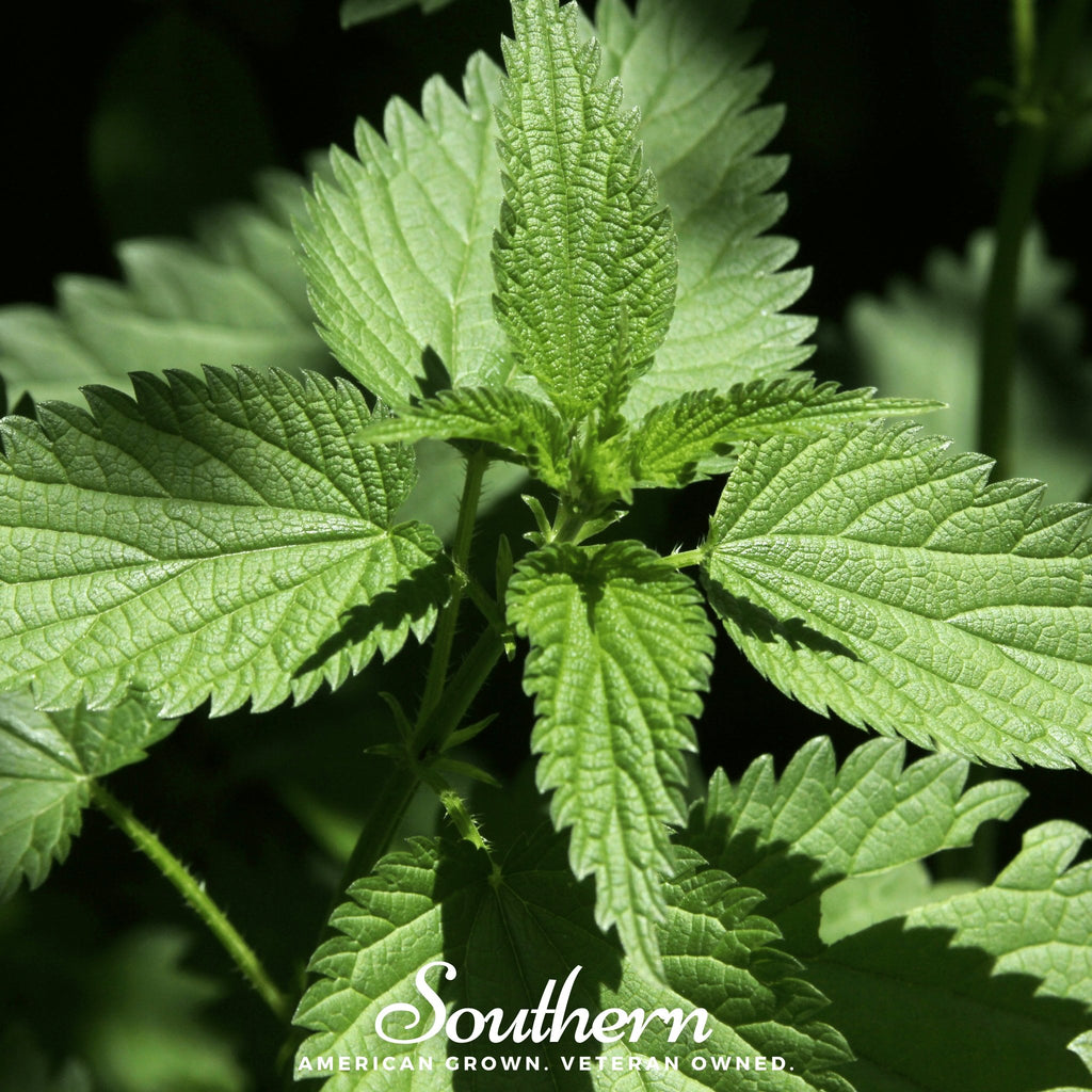 Stinging Nettle (Urtica Dioica) - 100 Seeds - Southern Seed Exchange