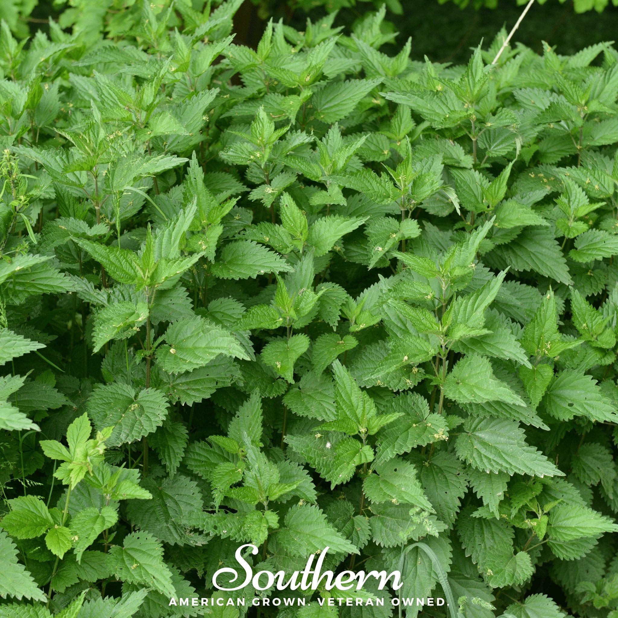 Stinging Nettle (Urtica Dioica) - 100 Seeds - Southern Seed Exchange