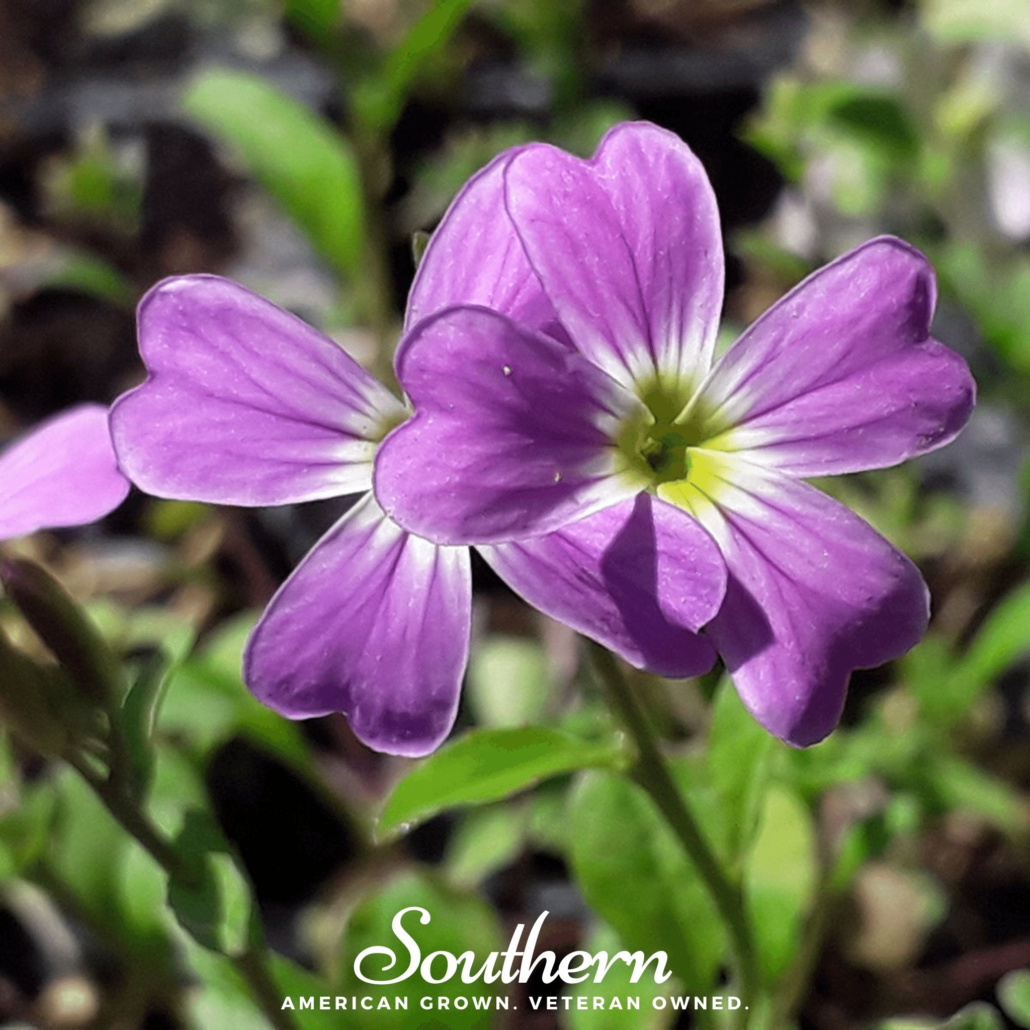 Stock, Virginia (Malcolmia maritima) - 500 Seeds - Southern Seed Exchange