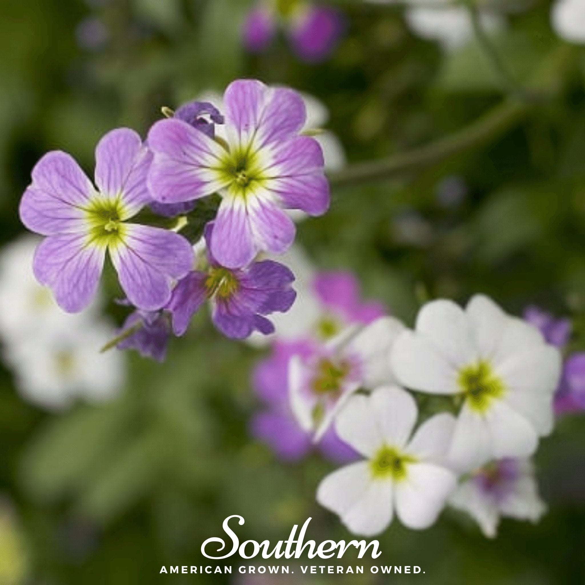 Stock, Virginia (Malcolmia maritima) - 500 Seeds - Southern Seed Exchange