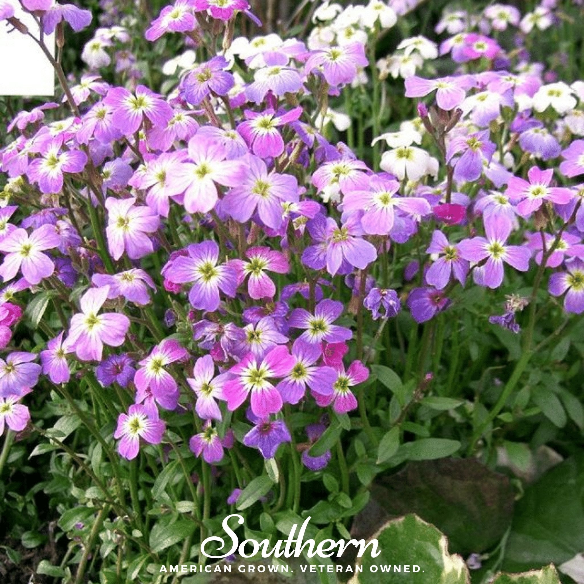 Stock, Virginia (Malcolmia maritima) - 500 Seeds - Southern Seed Exchange