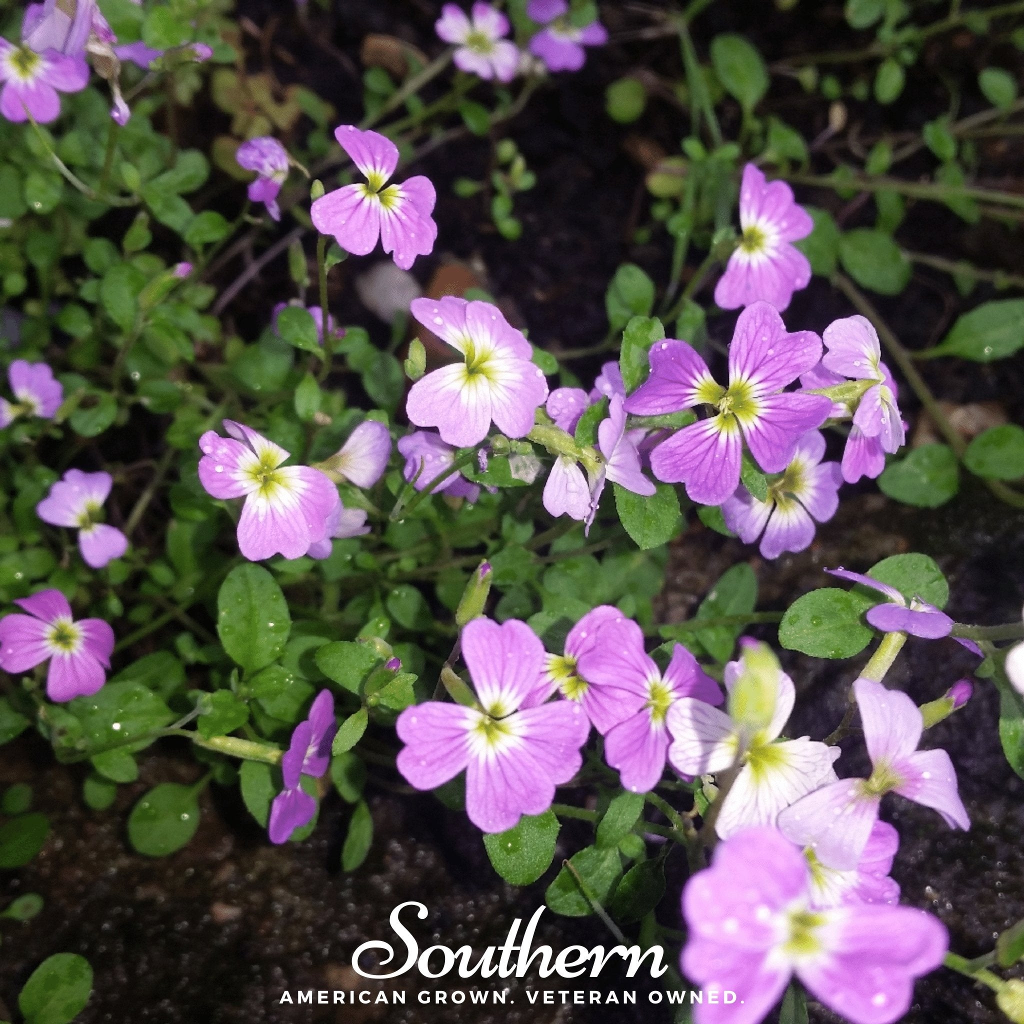 Stock, Virginia (Malcolmia maritima) - 500 Seeds - Southern Seed Exchange