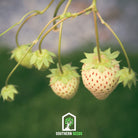 Strawberry, White Soul (Fragaria vesca) - 100 Seeds - Southern Seed Exchange