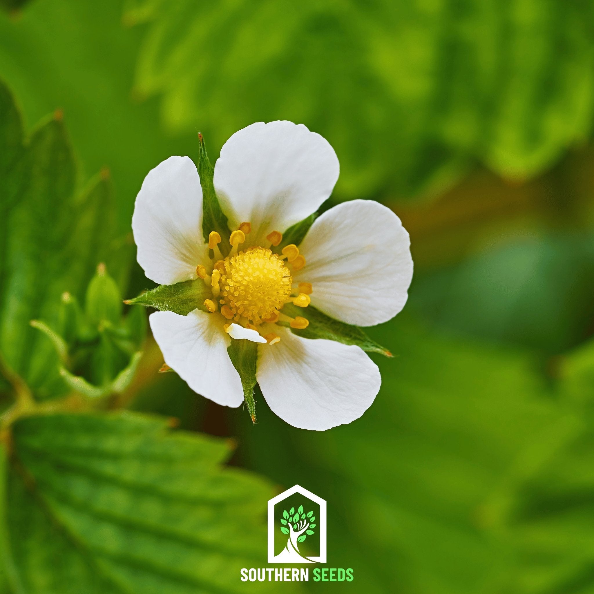 Strawberry, White Soul (Fragaria vesca) - 100 Seeds - Southern Seed Exchange