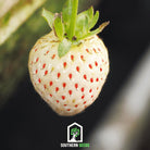 Strawberry, White Soul (Fragaria vesca) - 100 Seeds - Southern Seed Exchange