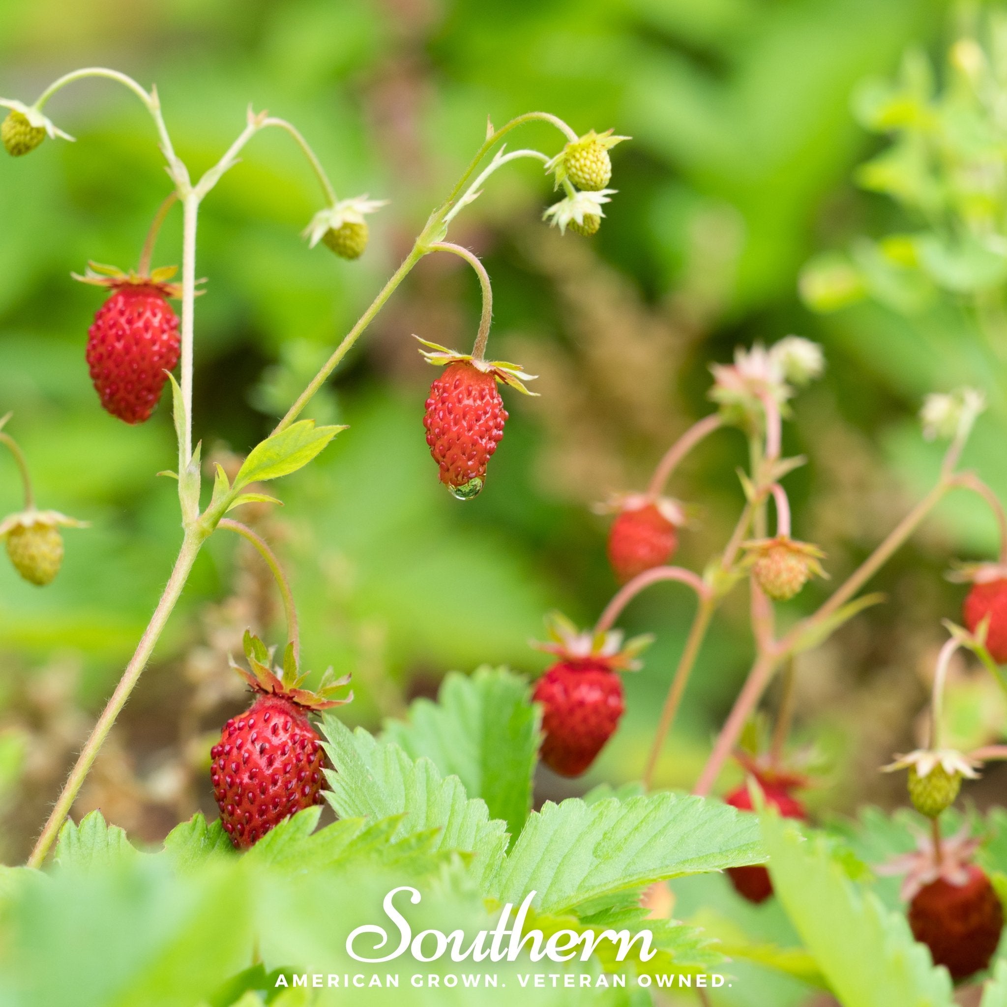 Strawberry, Wild (Fragaria vesca) - 200 Seeds - Southern Seed Exchange