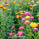 Strawflower (Helichrysum bracteatum) - 200 Seeds - Southern Seed Exchange