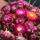 Strawflower, Purple-Red (Helichrysum bracteatum) - 100 Seeds - Southern Seed Exchange