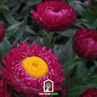 Strawflower, Purple-Red (Helichrysum bracteatum) - 100 Seeds - Southern Seed Exchange