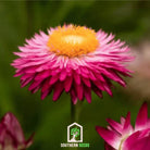 Strawflower, Purple-Red (Helichrysum bracteatum) - 100 Seeds - Southern Seed Exchange