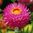 Strawflower, Purple-Red (Helichrysum bracteatum) - 100 Seeds - Southern Seed Exchange