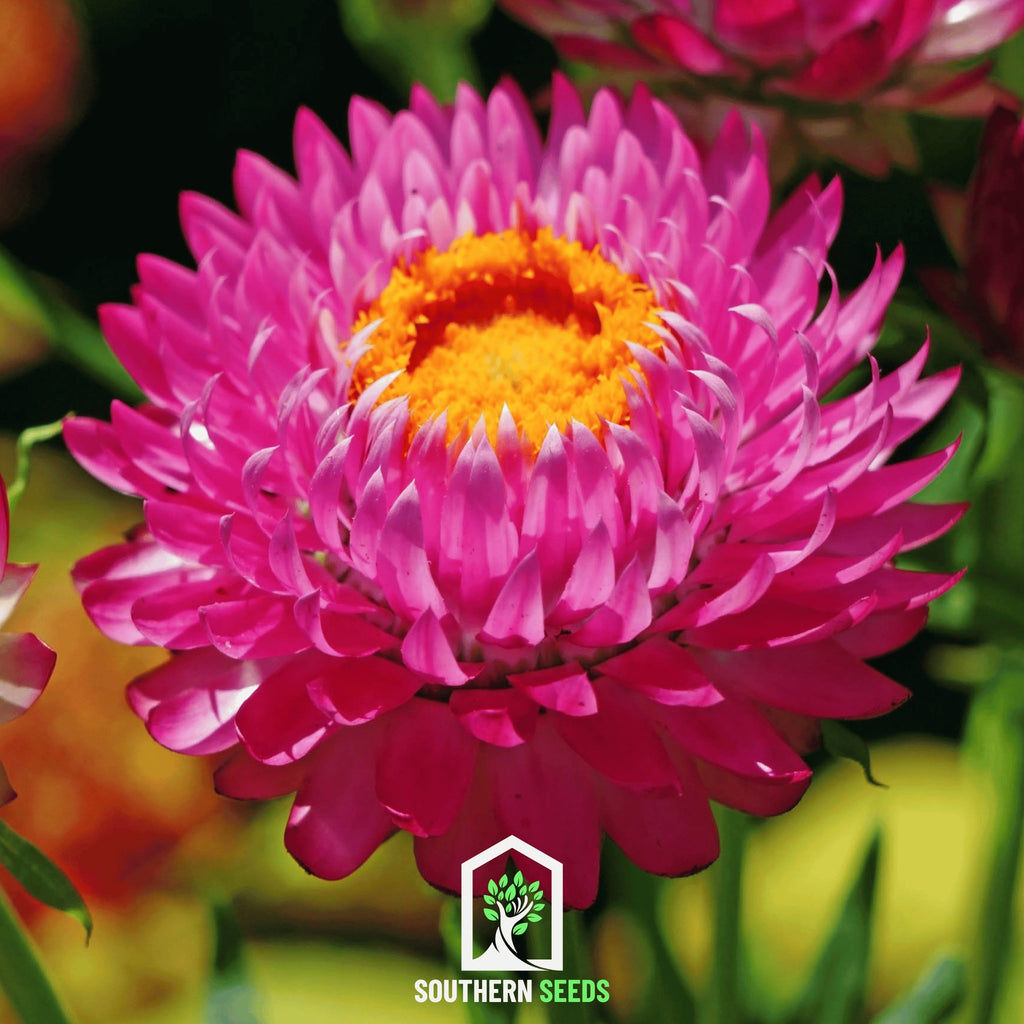 Strawflower, Purple-Red (Helichrysum bracteatum) - 100 Seeds - Southern Seed Exchange