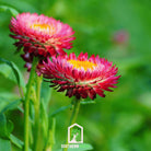 Strawflower, Purple-Red (Helichrysum bracteatum) - 100 Seeds - Southern Seed Exchange