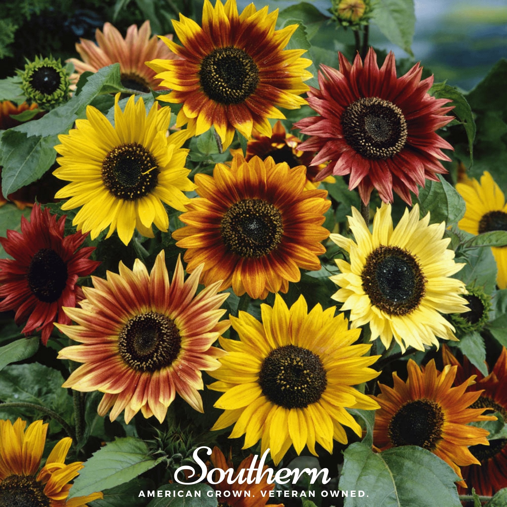 Sunflower, Autumn Beauty (Helianthus annuus) - 25 Seeds - Southern Seed Exchange