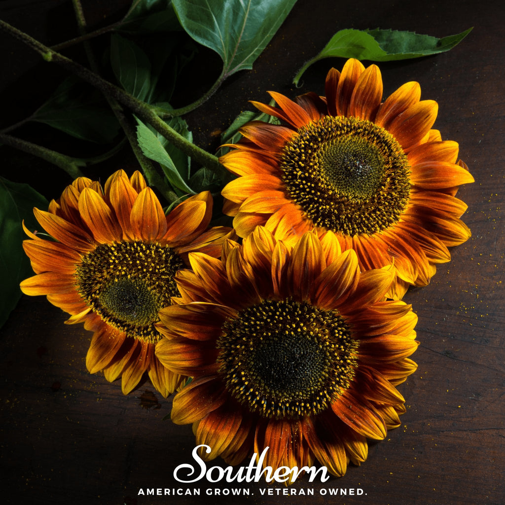 Sunflower, Autumn Beauty (Helianthus annuus) - 25 Seeds - Southern Seed Exchange