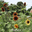 Sunflower, Autumn Beauty (Helianthus annuus) - 25 Seeds - Southern Seed Exchange