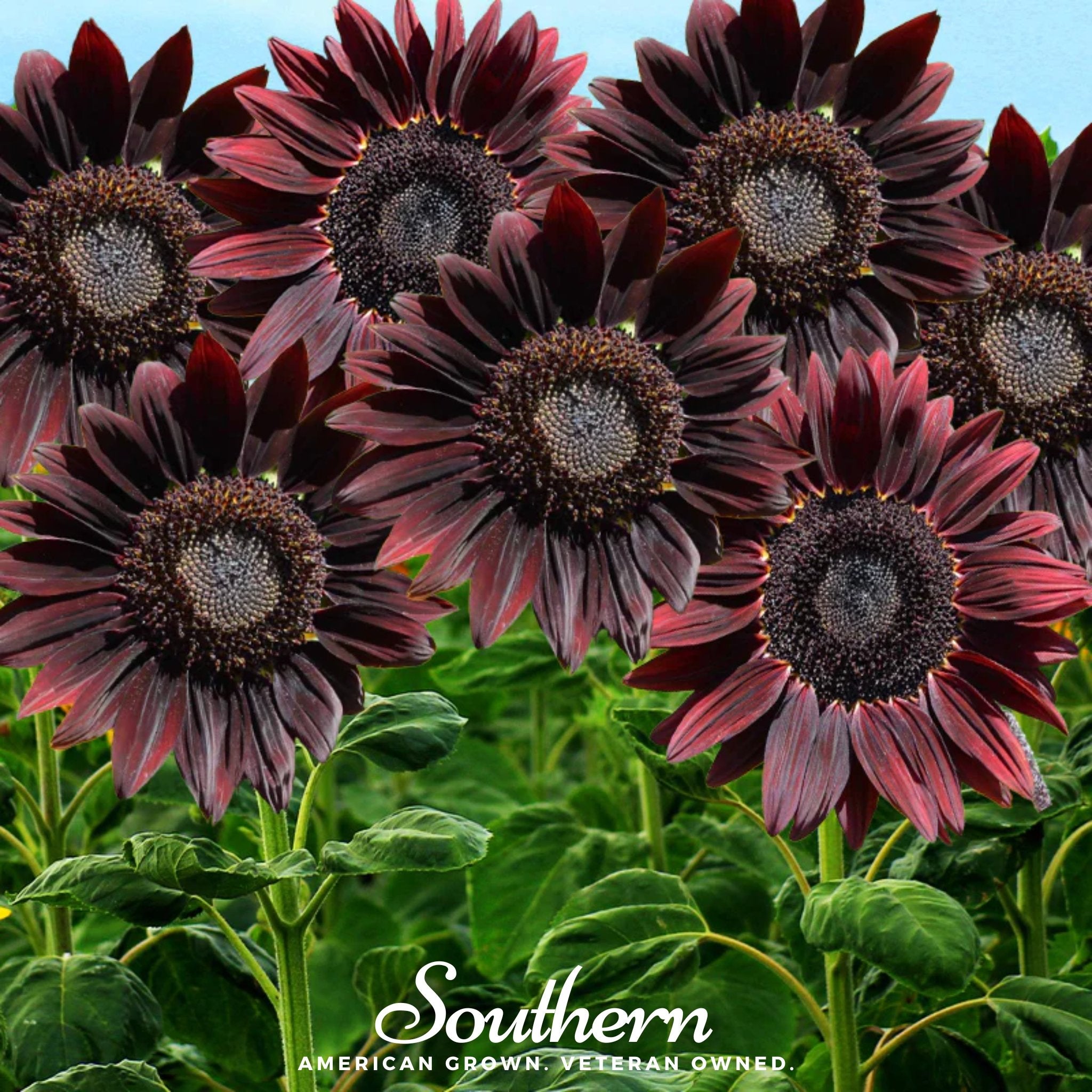 Sunflower, Chocolate (Helianthus annuus) - 25 Seeds - Southern Seed Exchange