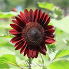 Sunflower, Chocolate (Helianthus annuus) - 25 Seeds - Southern Seed Exchange