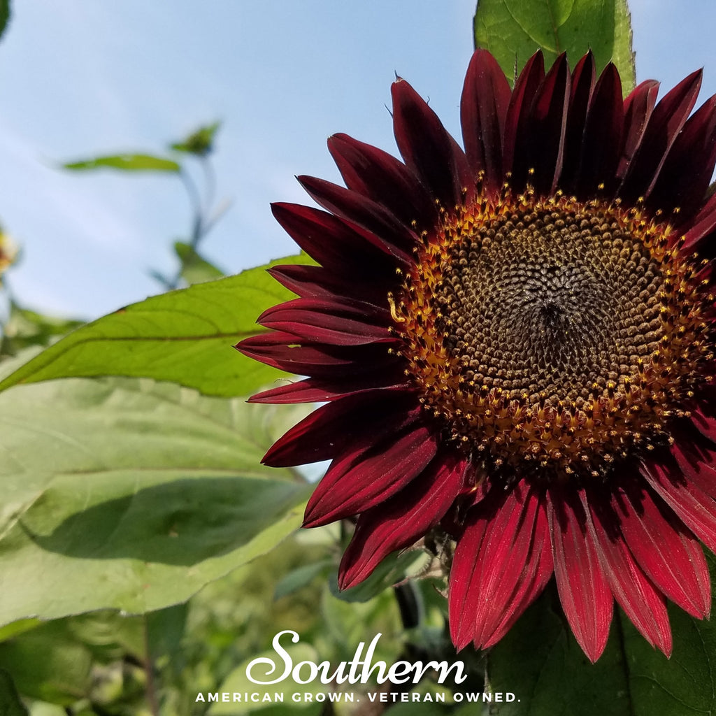 Sunflower, Chocolate (Helianthus annuus) - 25 Seeds - Southern Seed Exchange