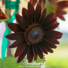 Sunflower, Chocolate (Helianthus annuus) - 25 Seeds - Southern Seed Exchange