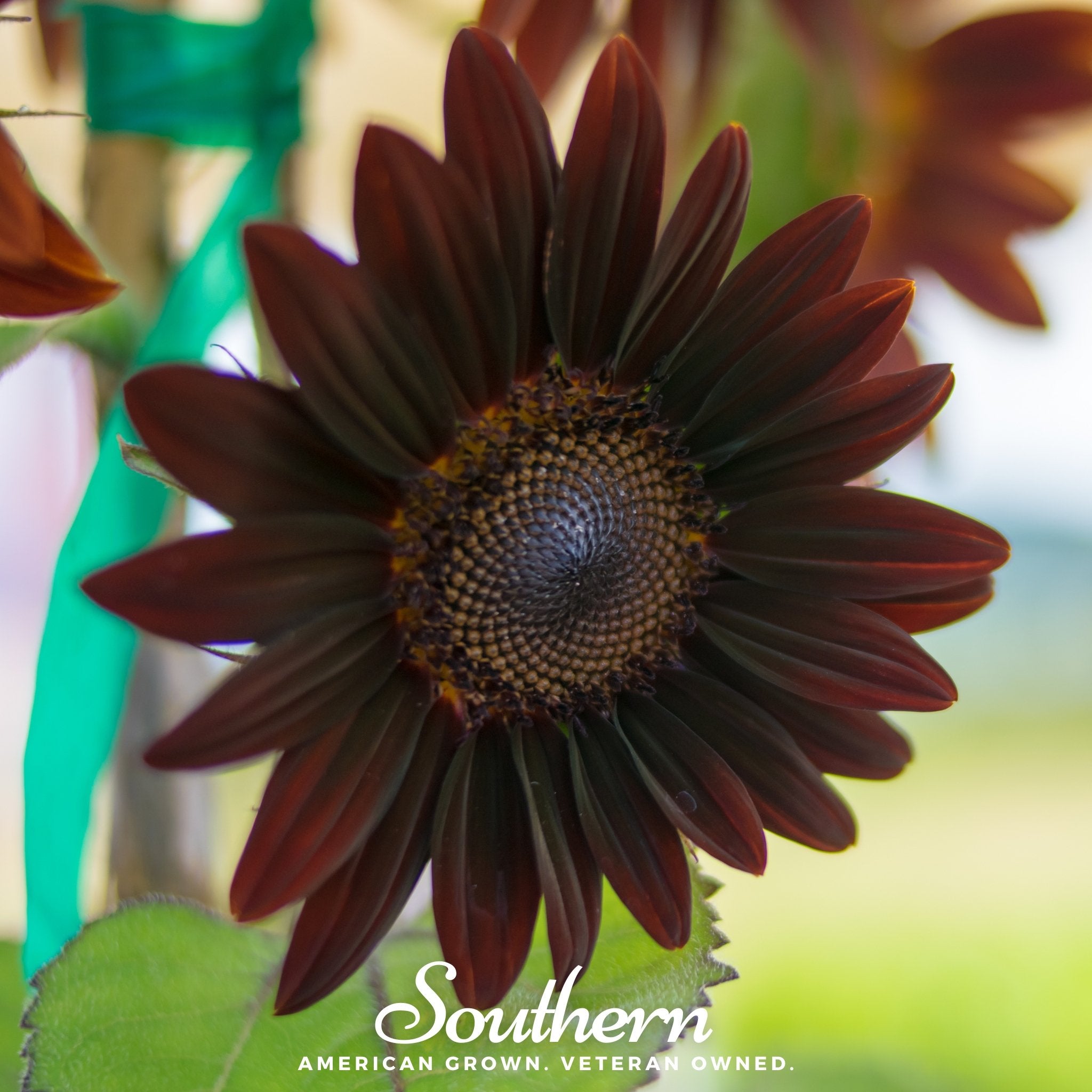 Sunflower, Chocolate (Helianthus annuus) - 25 Seeds - Southern Seed Exchange