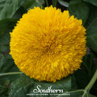 Sunflower, Dwarf Teddy Bear (Helianthus annuus) - 25 Seeds - Southern Seed Exchange