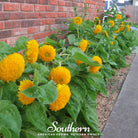 Sunflower, Dwarf Teddy Bear (Helianthus annuus) - 25 Seeds - Southern Seed Exchange