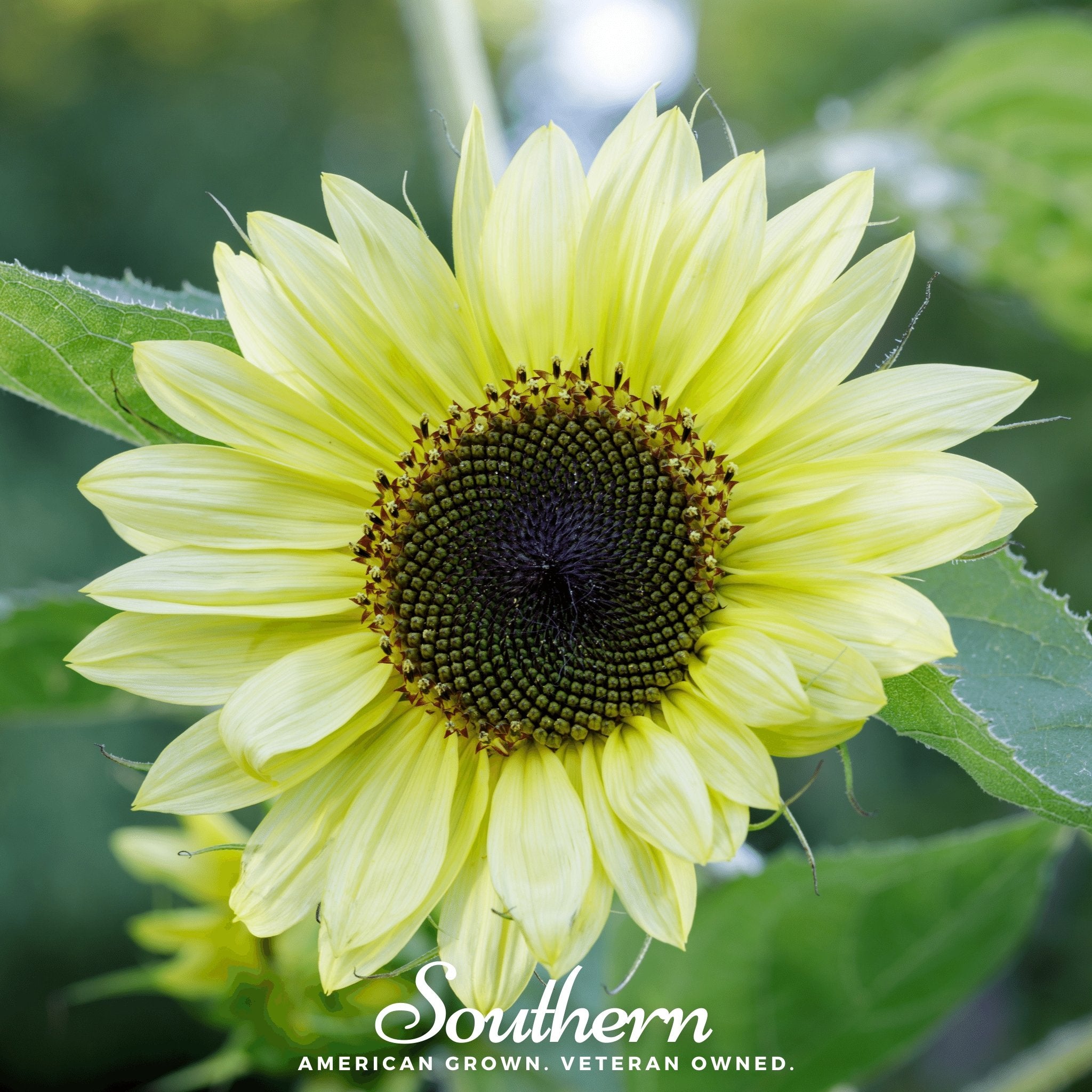 Sunflower, Lemon Queen (Helianthus annuus) - 25 Seeds - Southern Seed Exchange