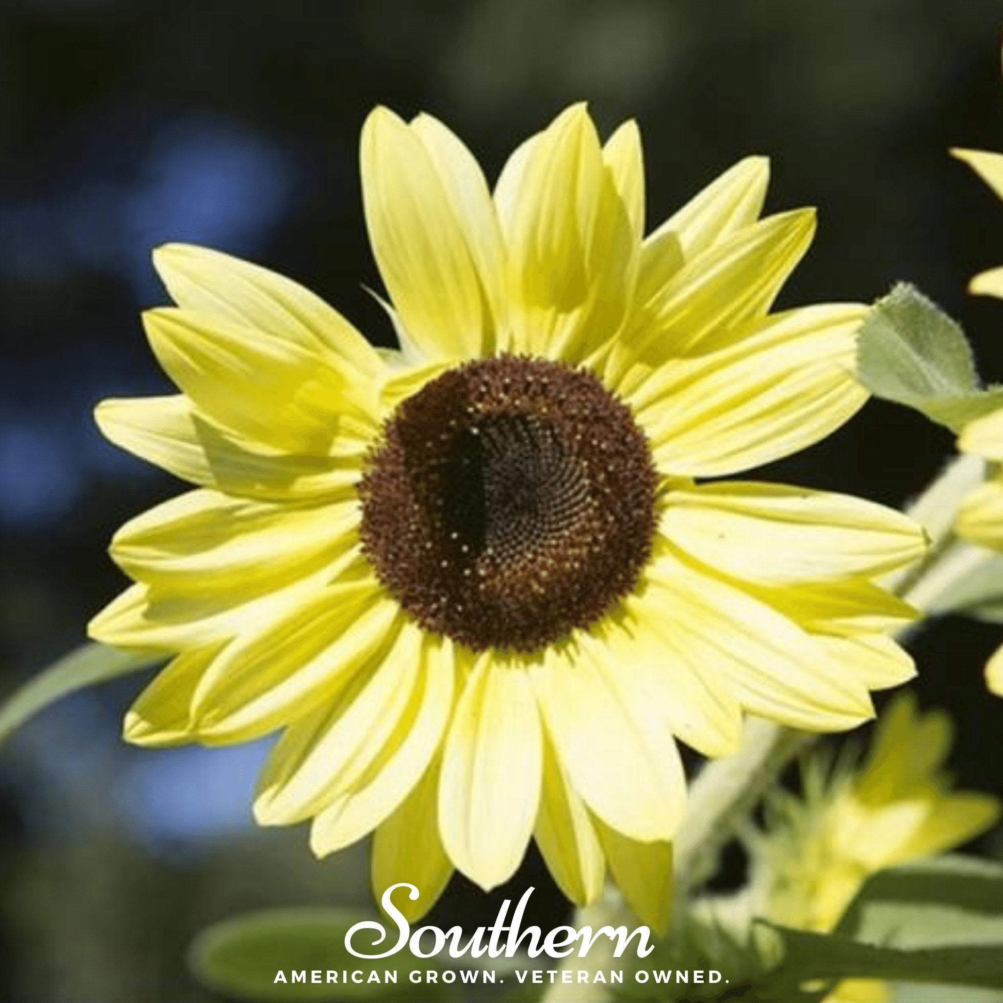 Sunflower, Lemon Queen (Helianthus annuus) - 25 Seeds - Southern Seed Exchange