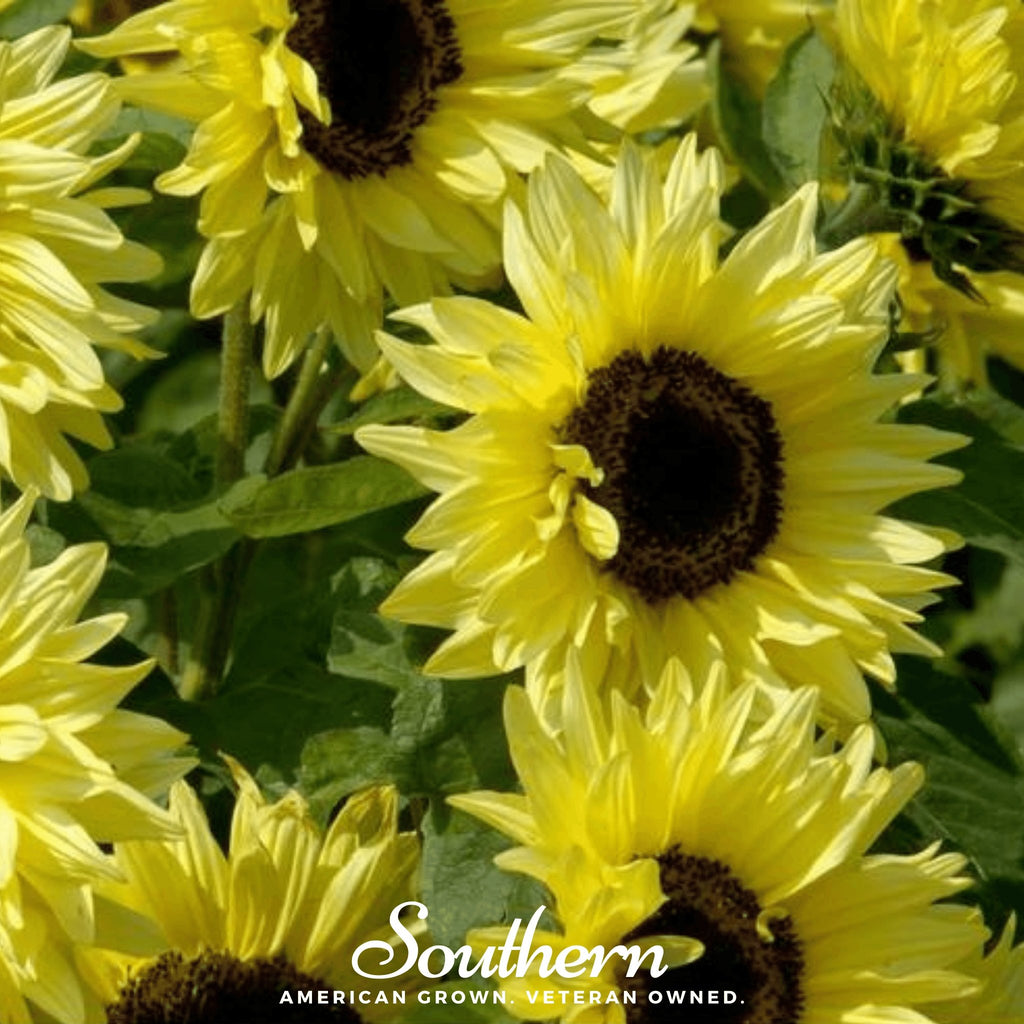 Sunflower, Lemon Queen (Helianthus annuus) - 25 Seeds - Southern Seed Exchange