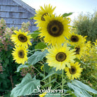 Sunflower, Lemon Queen (Helianthus annuus) - 25 Seeds - Southern Seed Exchange