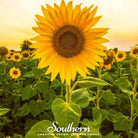 Sunflower, Mammoth Grey Stripe (Helianthus annuus) - 50 Seeds - Southern Seed Exchange