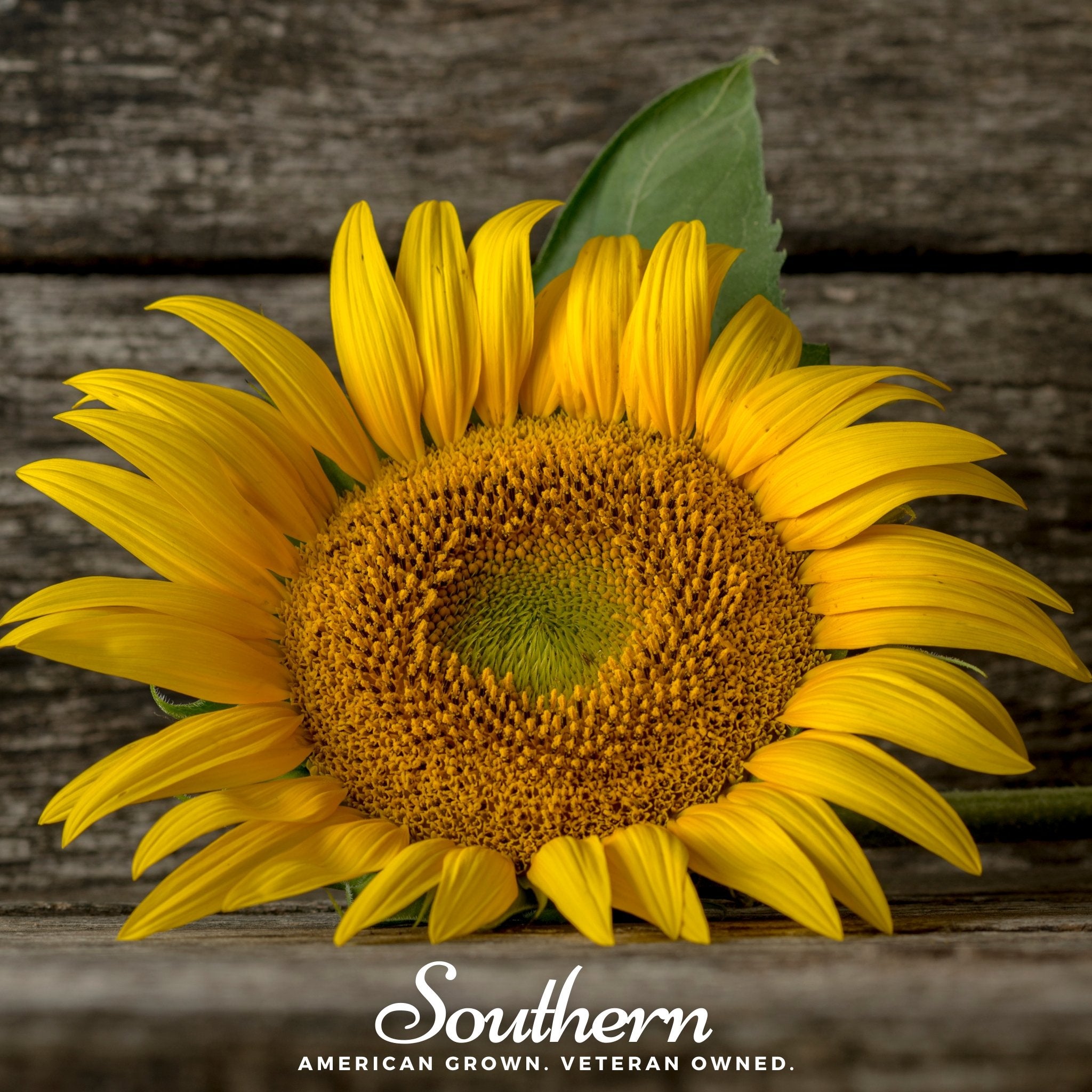 Sunflower, Mammoth Grey Stripe (Helianthus annuus) - 50 Seeds - Southern Seed Exchange