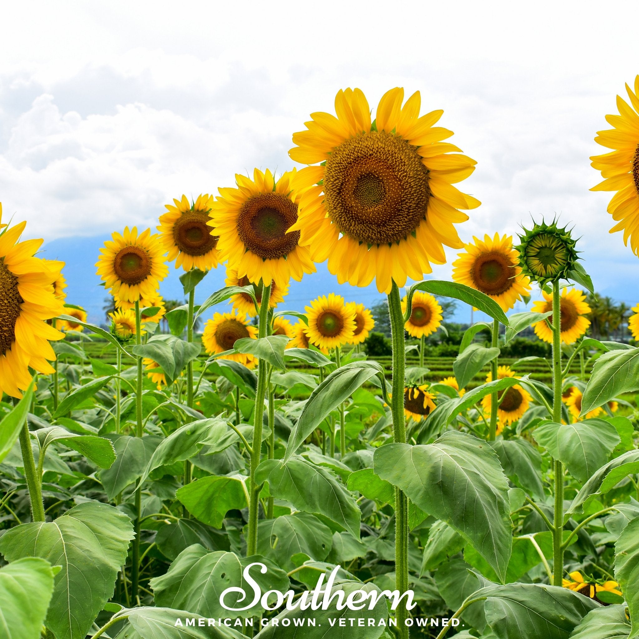 Sunflower, Mammoth Grey Stripe (Helianthus annuus) - 50 Seeds - Southern Seed Exchange