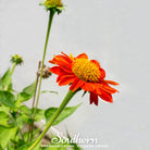 Sunflower, Mexican (Tithonia rotundifolia) - 50 Seeds - Southern Seed Exchange