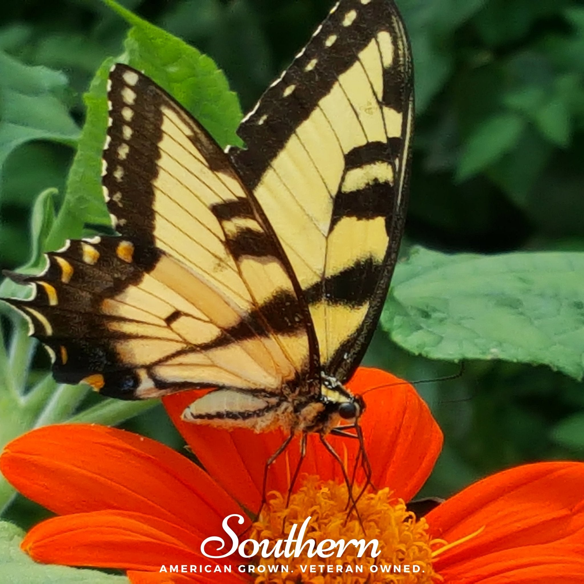 Sunflower, Mexican (Tithonia rotundifolia) - 50 Seeds - Southern Seed Exchange