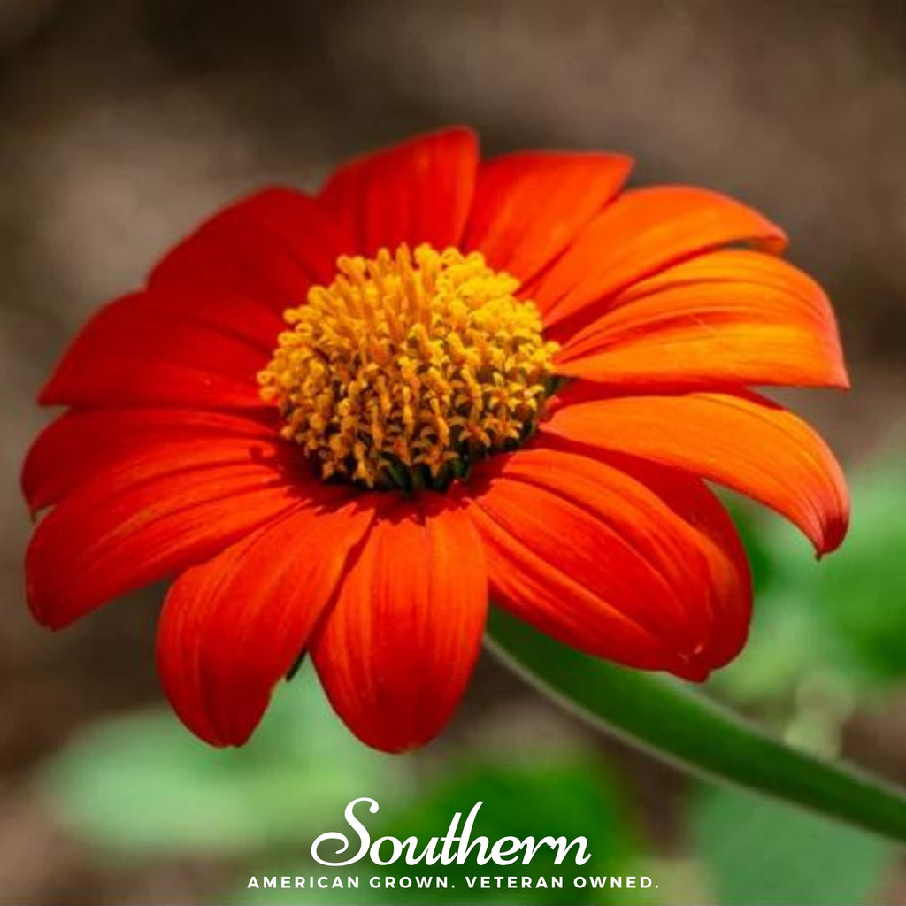 Sunflower, Mexican (Tithonia rotundifolia) - 50 Seeds - Southern Seed Exchange