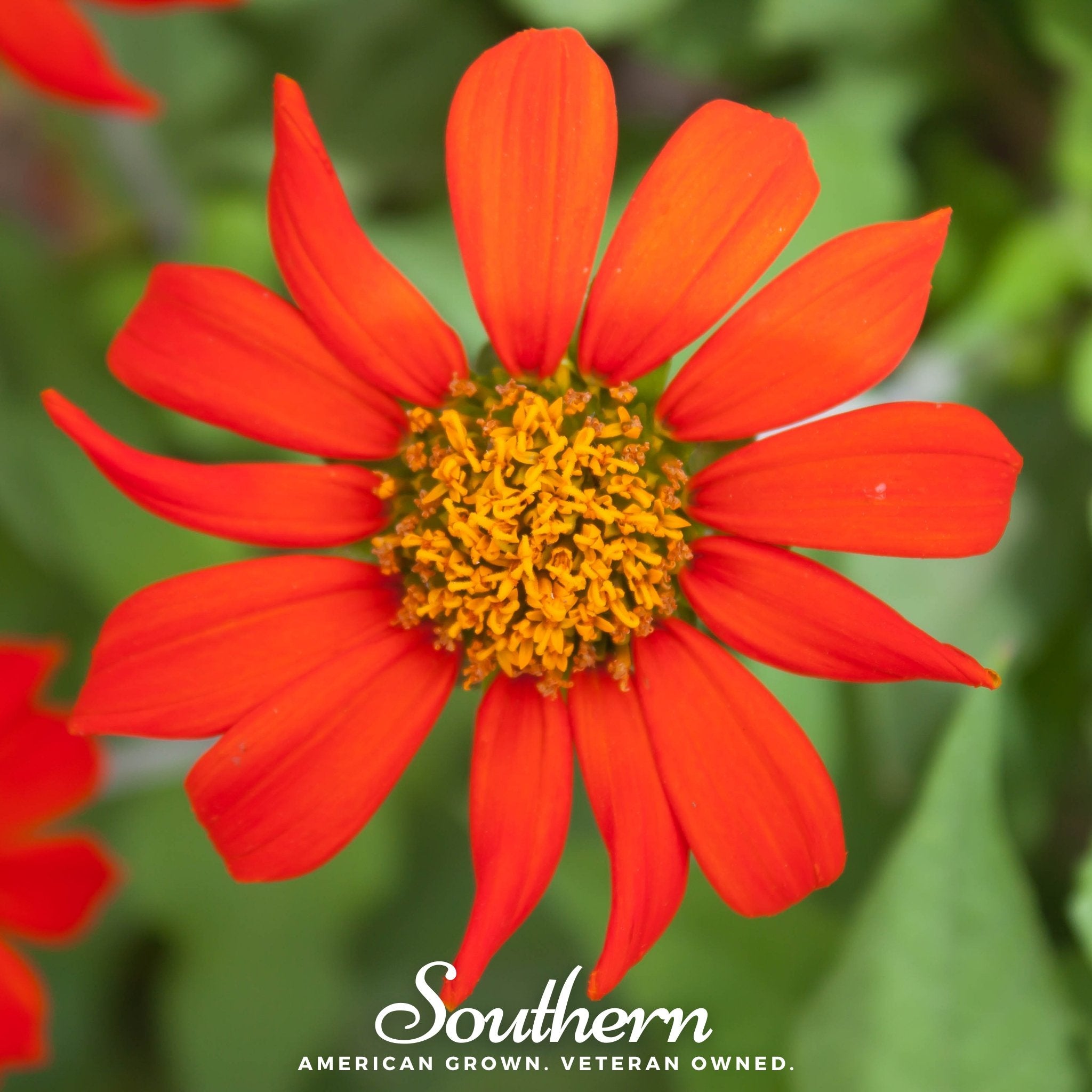 Sunflower, Mexican (Tithonia rotundifolia) - 50 Seeds - Southern Seed Exchange