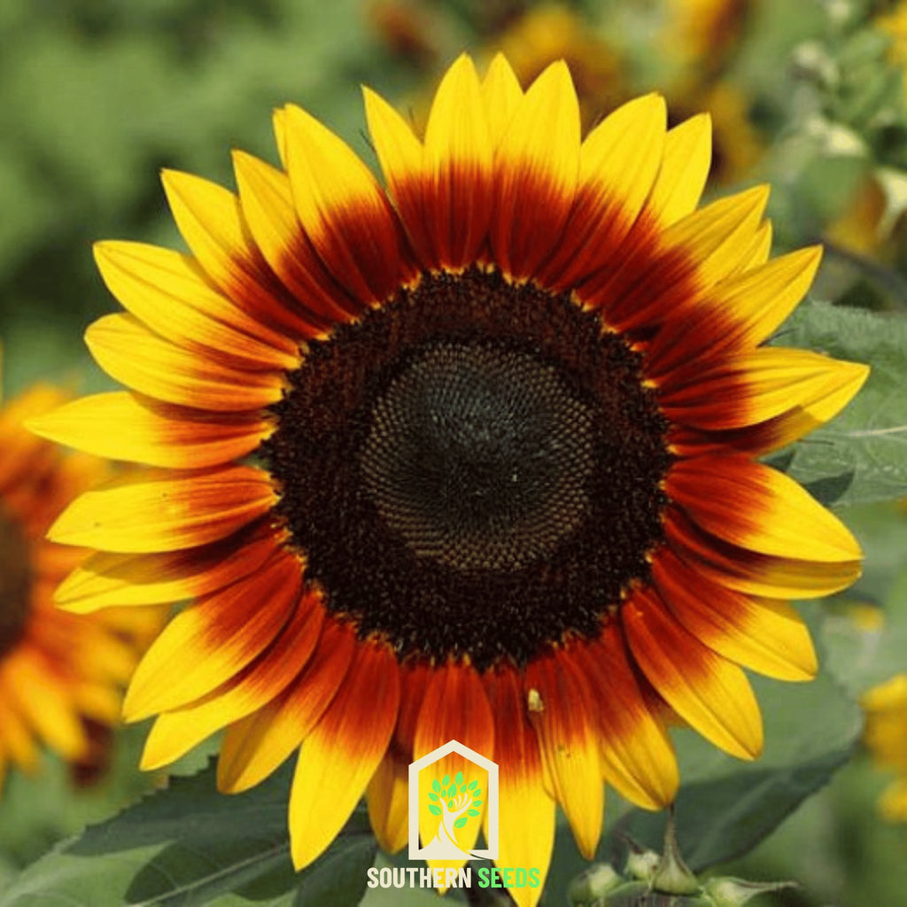 Sunflower, Ring of Fire (Helianthus annuus) - 25 Seeds - Southern Seed Exchange