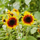 Sunflower, Ring of Fire (Helianthus annuus) - 25 Seeds - Southern Seed Exchange