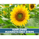 Sunflower Seed Collection - 6 Varieties - Southern Seed Exchange