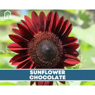 Sunflower Seed Collection - 6 Varieties - Southern Seed Exchange