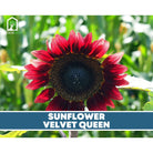 Sunflower Seed Collection - 6 Varieties - Southern Seed Exchange