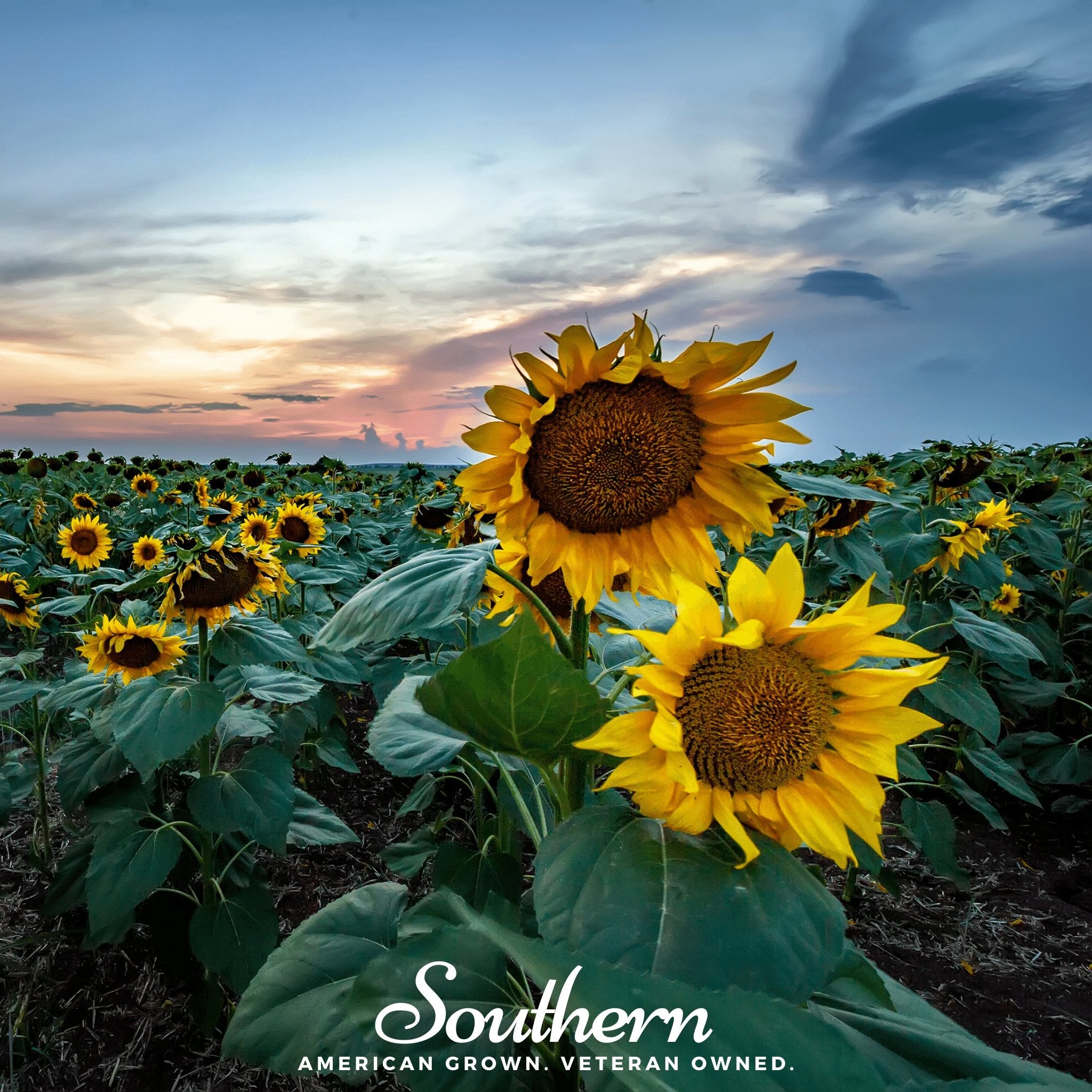 Sunflower, Skyscraper (Helianthus annuus) - 25 Seeds - Southern Seed Exchange