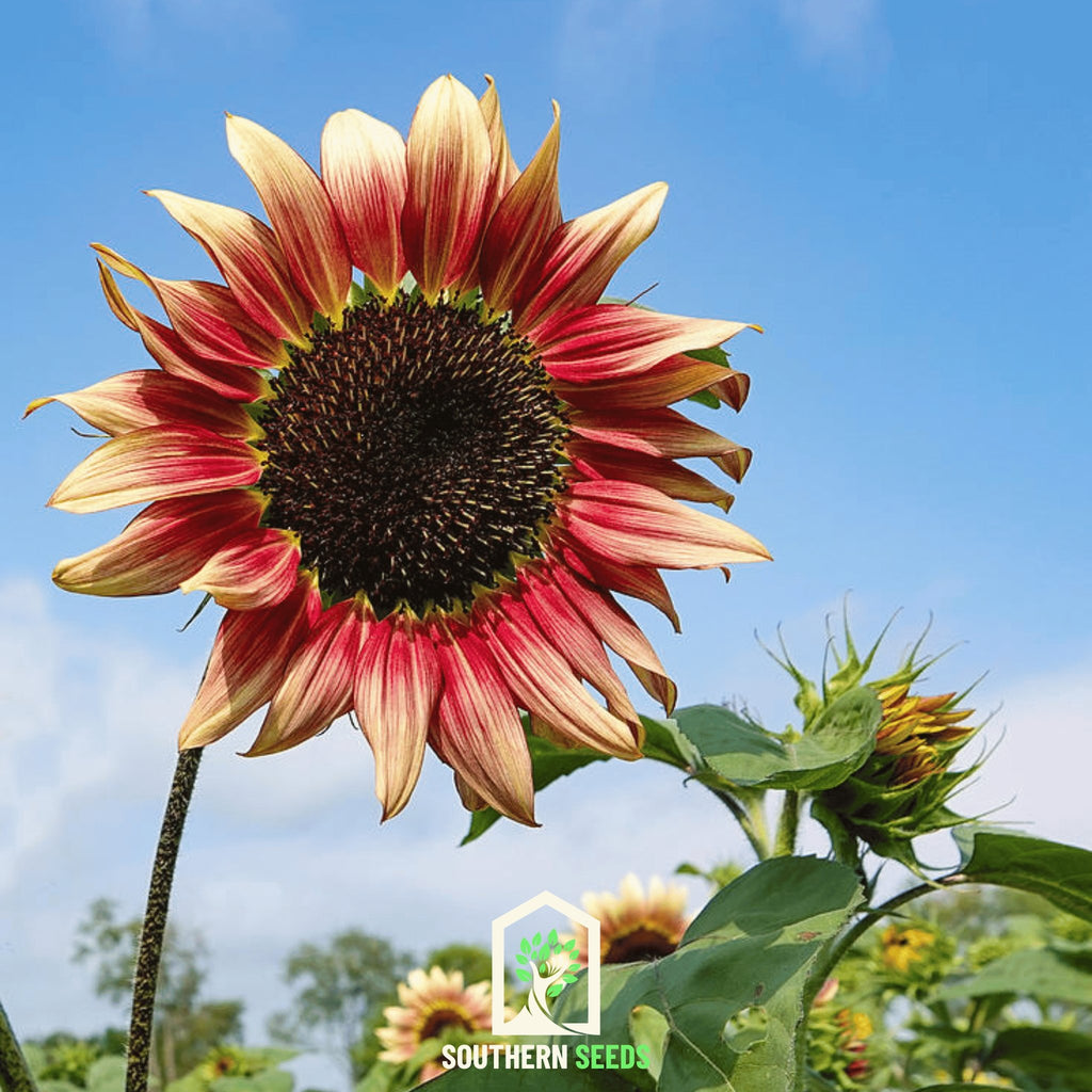 Sunflower, Strawberry Blonde (Helianthus annuus) - 25 Seeds - Southern Seed Exchange